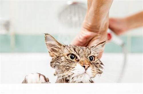 Baño Felino/ Feline Bath